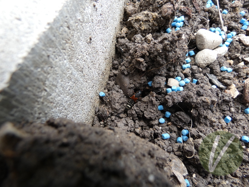 Kurzflügler (Platydracus stercorarius): Übersicht